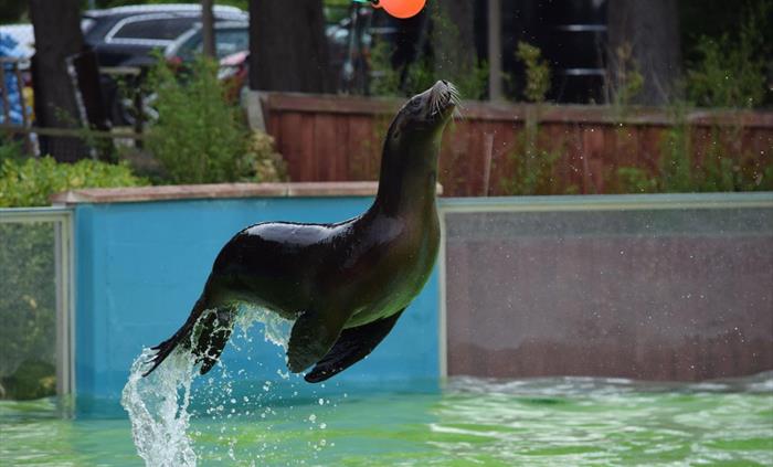 California Sea Lion